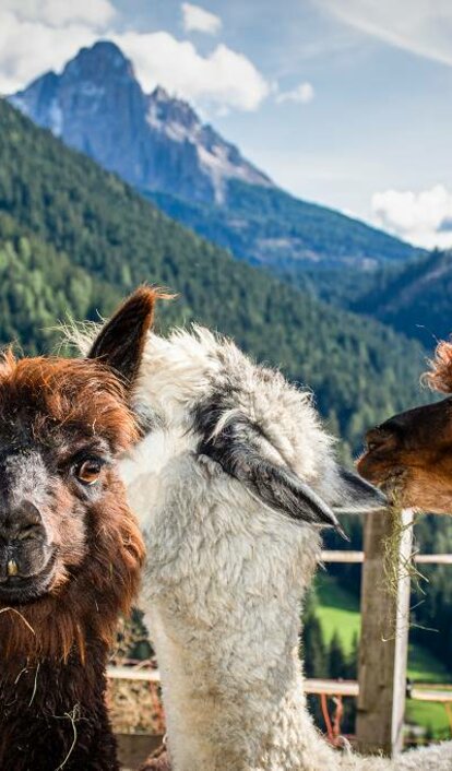 Llama & Alpaca View of Latemar | © Alexandra Näckler