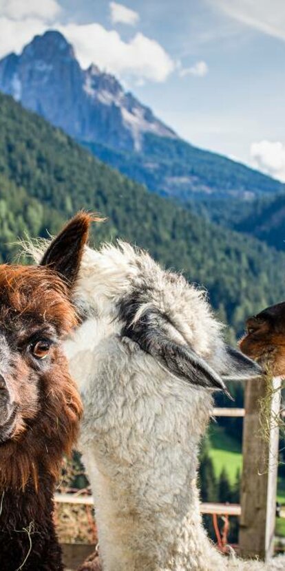 Llama & Alpaca View of Latemar | © Alexandra Näckler