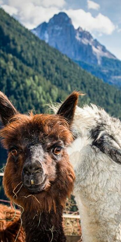 Llama & Alpaca View of Latemar | © Alexandra Näckler