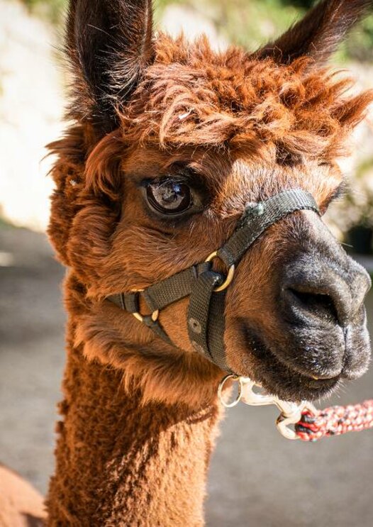 Brown alpaca | © Alexandra Näckler