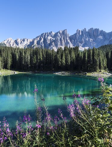 Lake Carezza purple flowers blue water | © Helmuth Rier