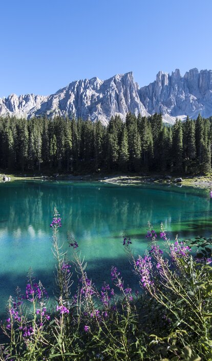 Lake Carezza purple flowers blue water | © Helmuth Rier