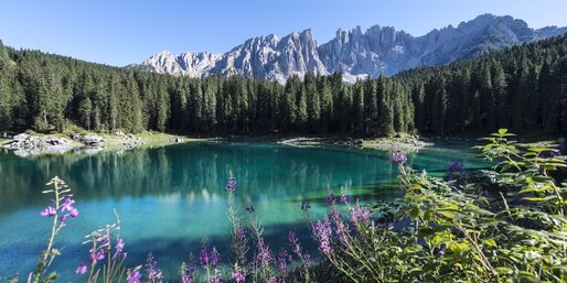 Lake Carezza purple flowers blue water | © Helmuth Rier