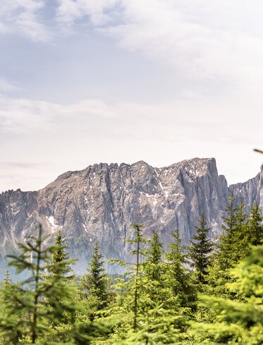 Foresta del Latemar e Latemar | © Eggental Tourismus/Jens Staudt