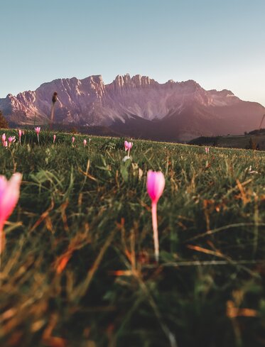 Herbst Krokusse Latemar | © Gabriel Eisath