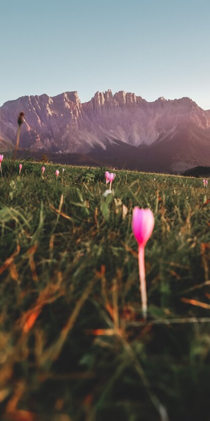 Autumn Crocuses Latemar | © Gabriel Eisath