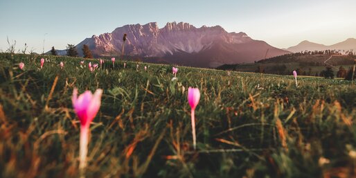 Herbst Krokusse Latemar | © Gabriel Eisath