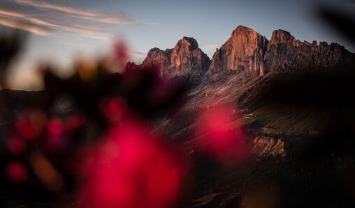 Rosengarten Alpenrosen Enrosadira | © Alexandra Näckler