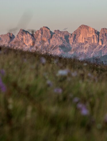 Rosengarten in rot und Blumenwiese | © Gabriel Eisath