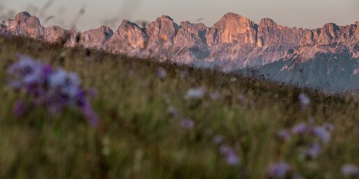 Rosengarten in red and flower meadow | © Gabriel Eisath