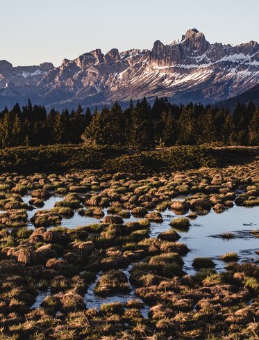 Wetland with view of snow-covered Rosengarten | © Gabriel Eisath
