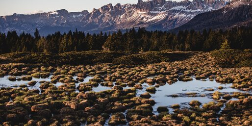 Wetland with view of snow-covered Rosengarten | © Gabriel Eisath