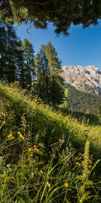 Mountain biker downhill background Latemar | © Jens Staudt