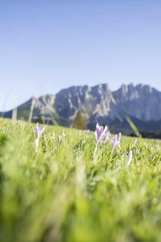 Crocus meadow with view of Latemar | © Alex Filz