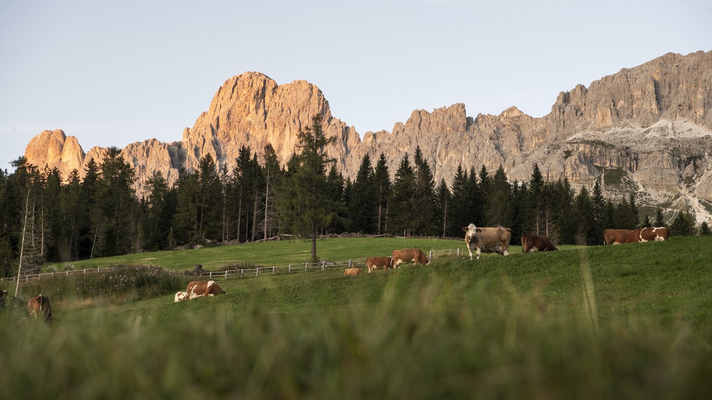 Wiese mit Kühe vor rotem Rosengarten | © Alex Filz