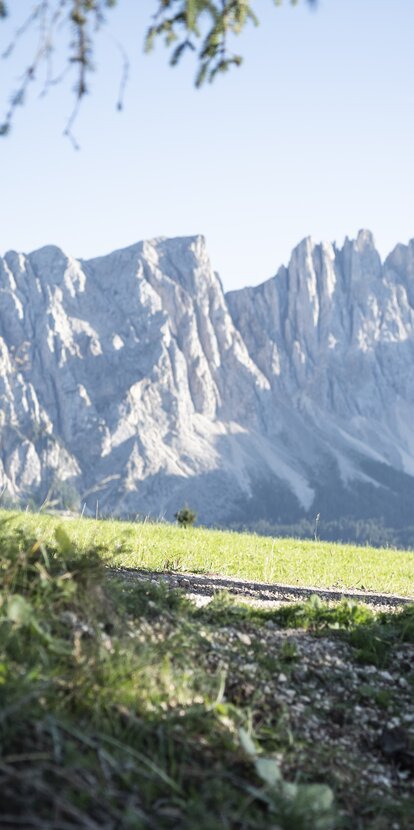 Hiking in autumn with view on the Latemar mountain | © Alex Filz