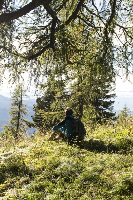 Wandern im Latemar | © Helmuth Rier Wanderung Wald Latemar | © Helmuth Rier