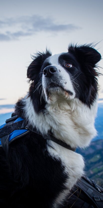 Hund Sonnenuntergang Dolomiten | © Alexandra Näckler