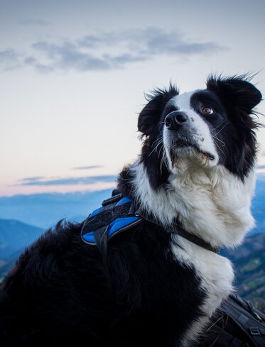 Hund Sonnenuntergang Dolomiten | © Alexandra Näckler