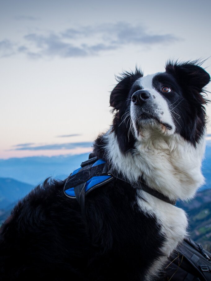 Hund Sonnenuntergang Dolomiten | © Alexandra Näckler