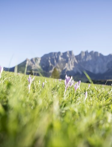 Crocus meadow with view of Latemar | © Alex Filz