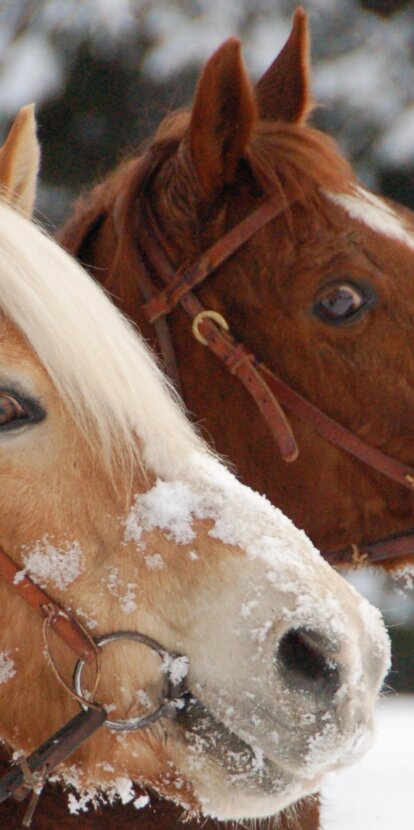 Cavalcare su due cavalli nella neve | © Angerle Alm/Dana Hoffmann