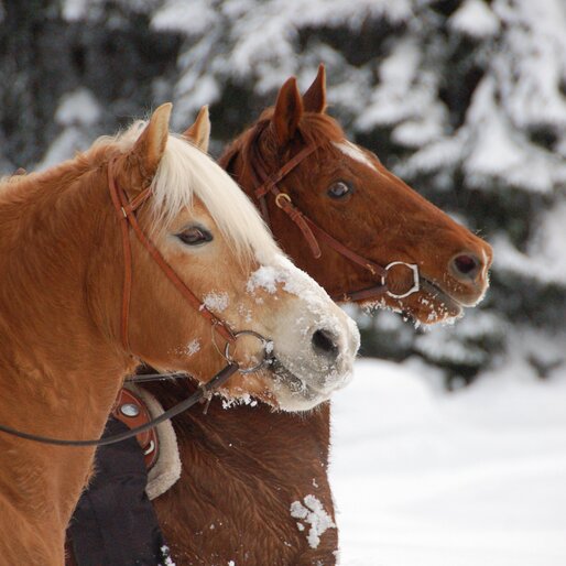 Cavalcare su due cavalli nella neve | © Angerle Alm/Dana Hoffmann