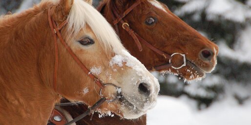 Ride on Two Horses in the Snow | © Angerle Alm/Dana Hoffmann