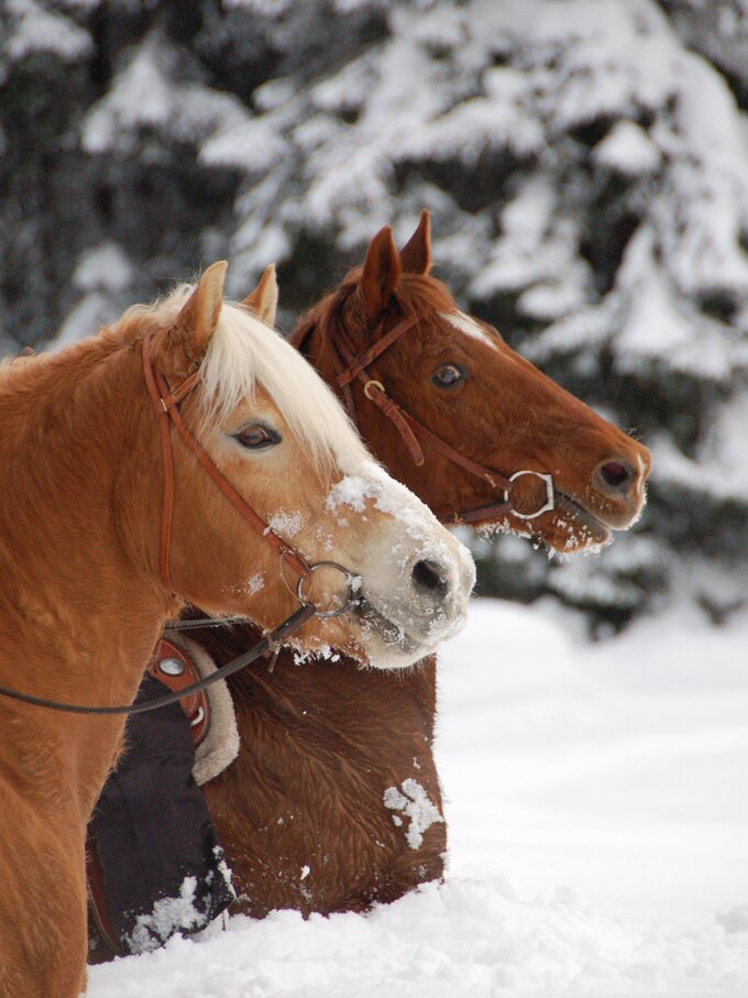 Cavalcare su due cavalli nella neve | © Angerle Alm/Dana Hoffmann