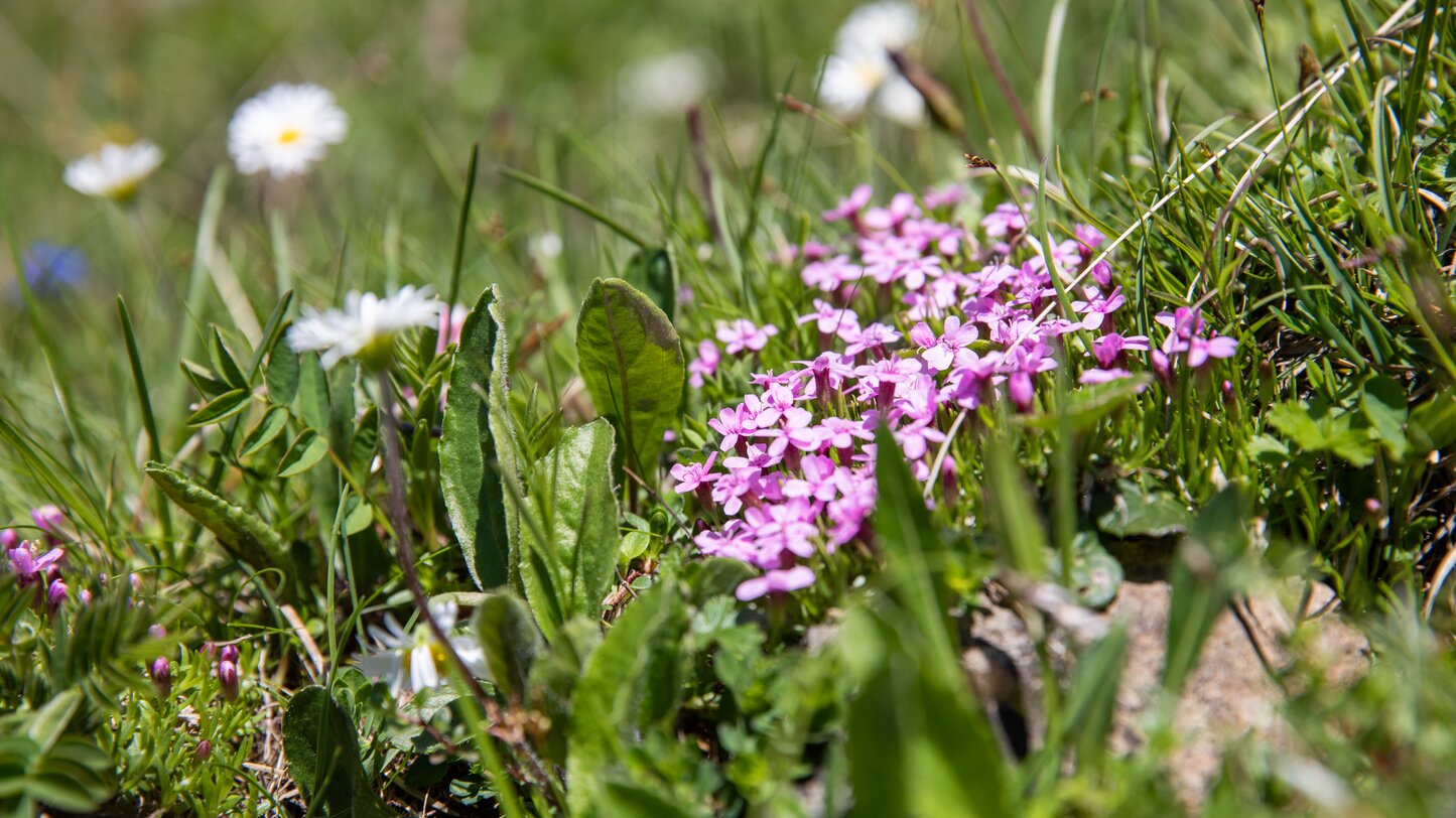 Natur Blumen Wiese  | © Ph. G. Pichler